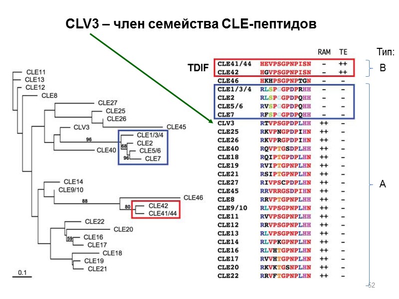 52 TDIF CLV3 – член семейства CLE-пептидов В А Тип: